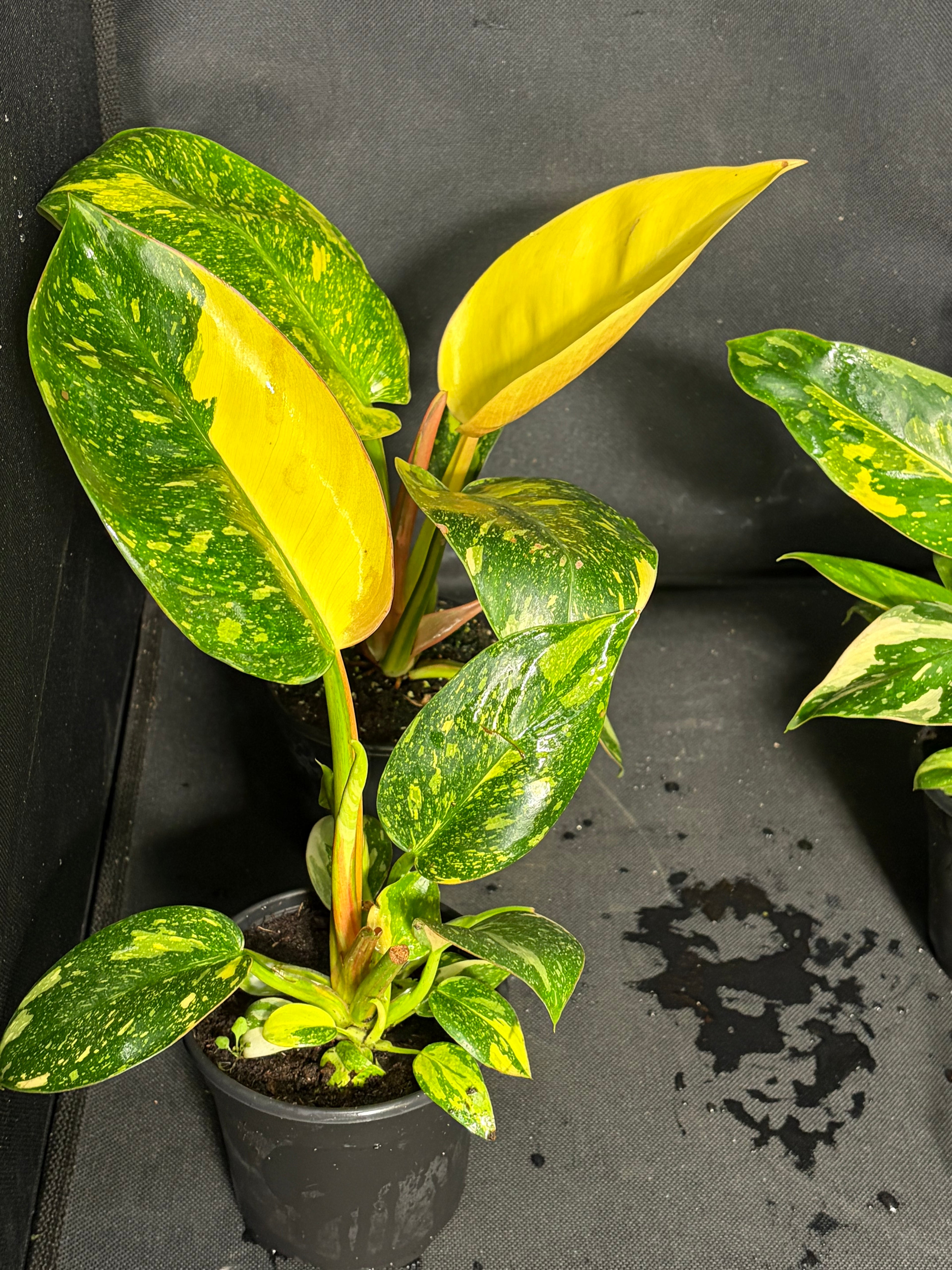 Philodendron “Nuclear”