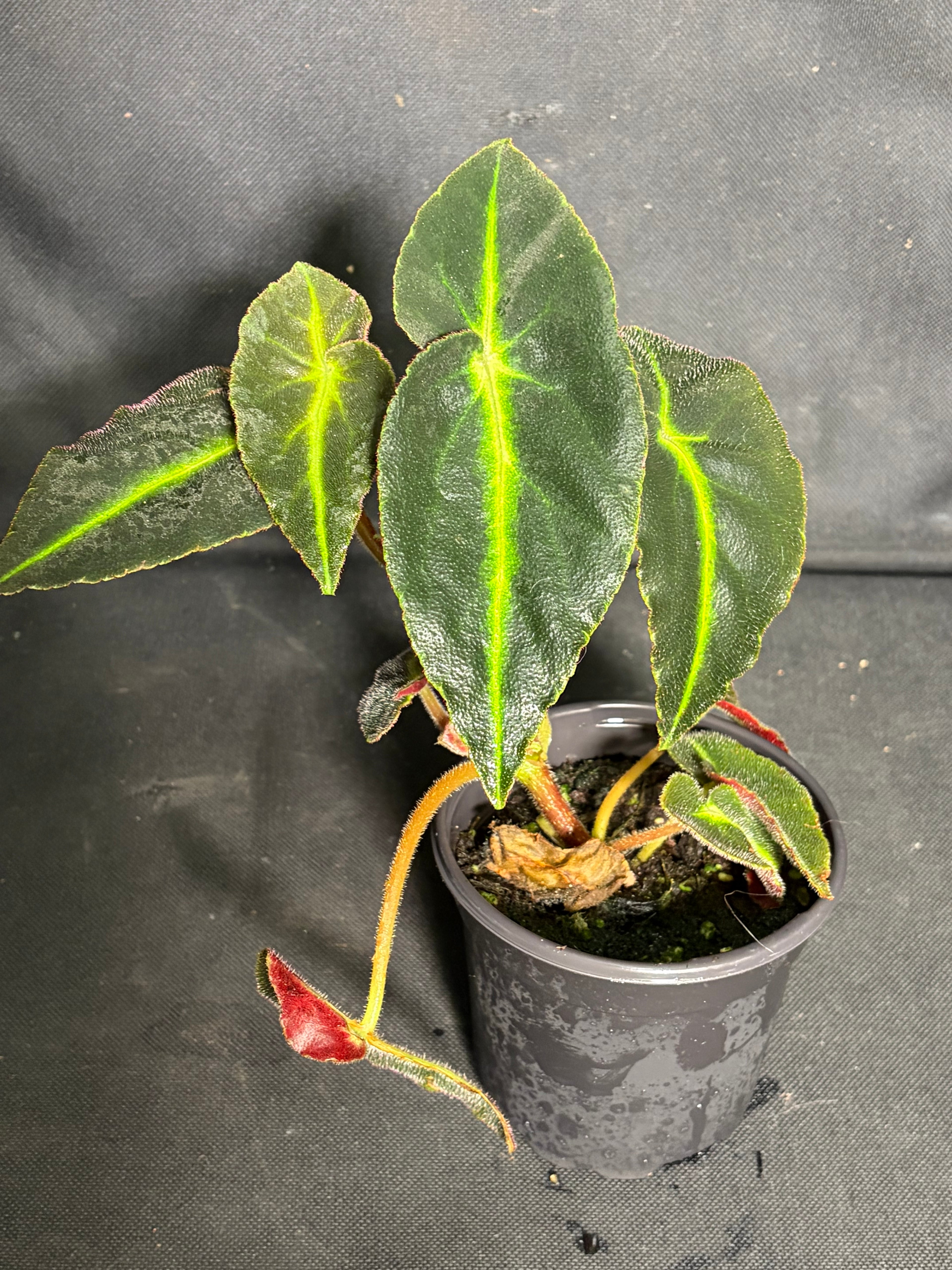 Begonia listada
