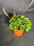 Peperomia emerald ripple