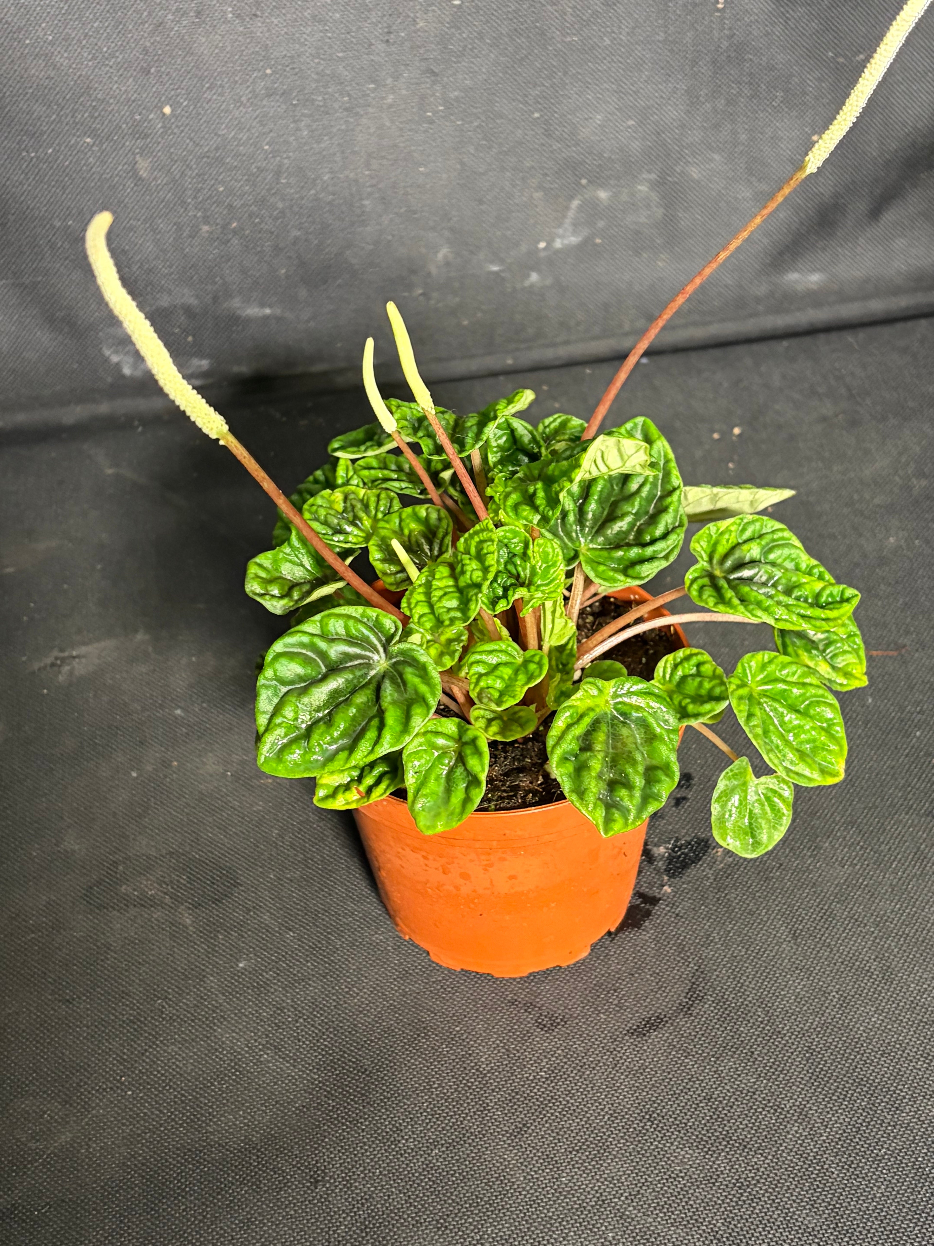 Peperomia emerald ripple