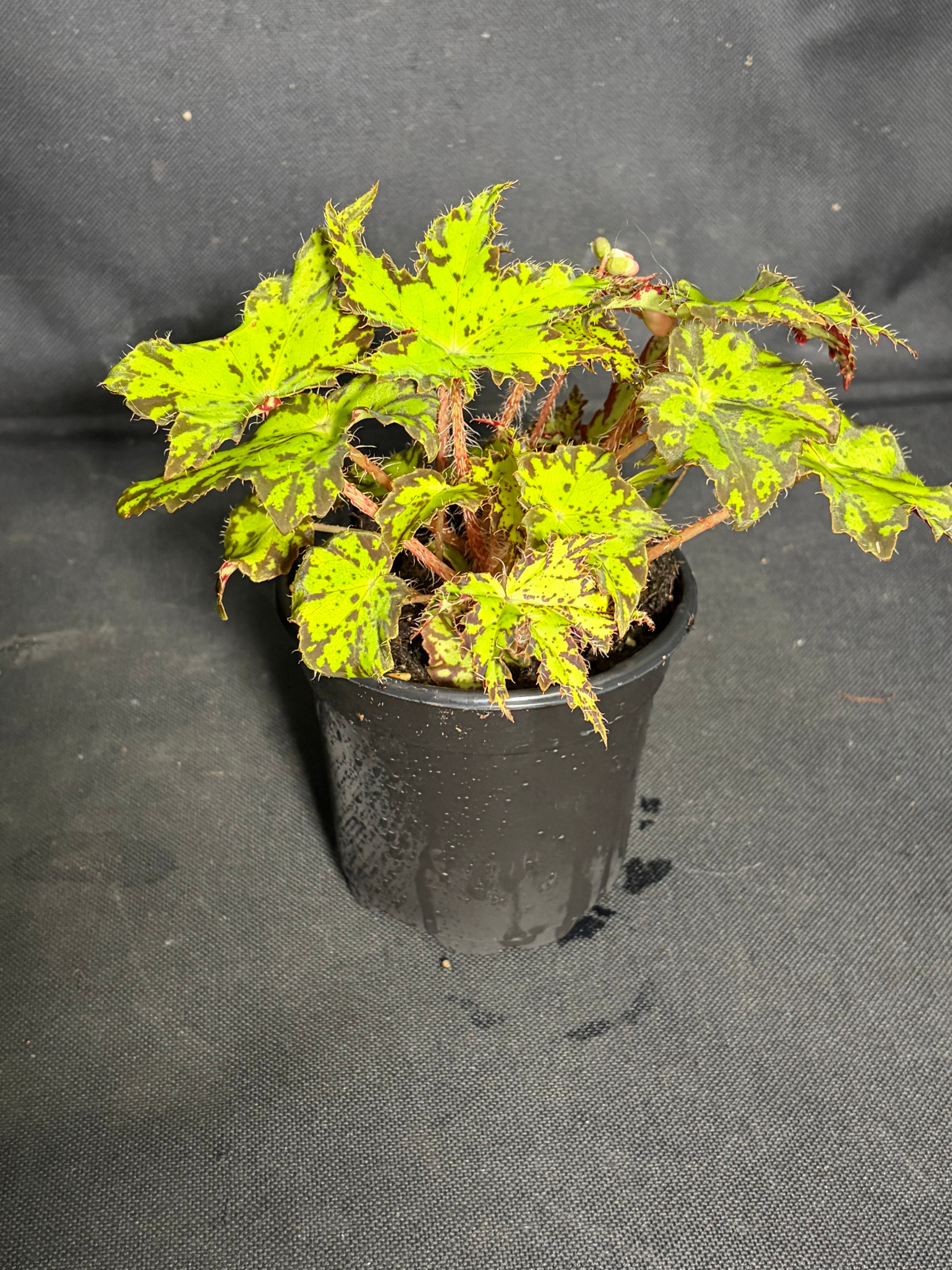 Begonia Geometry
