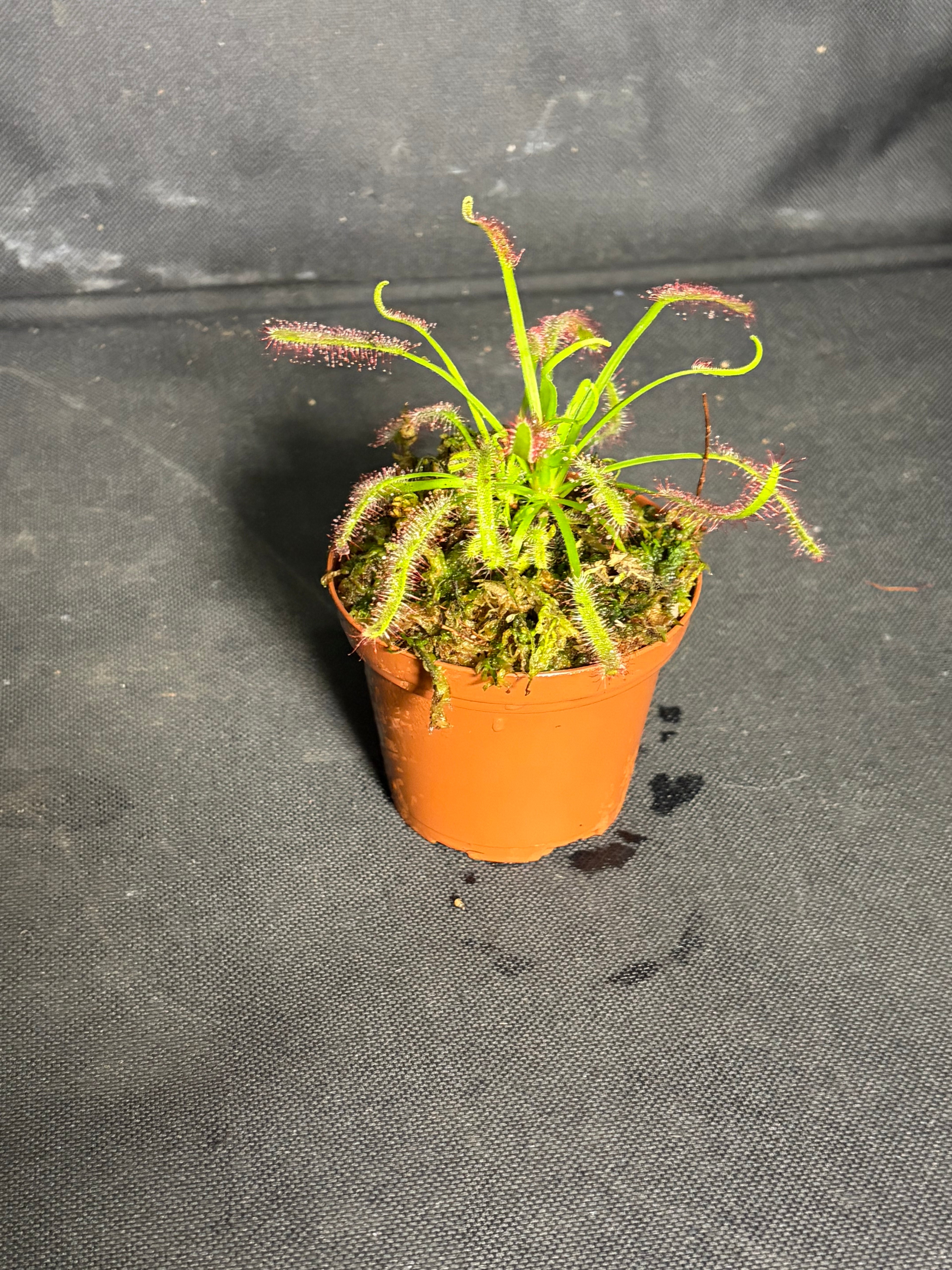 Carnivorous plant