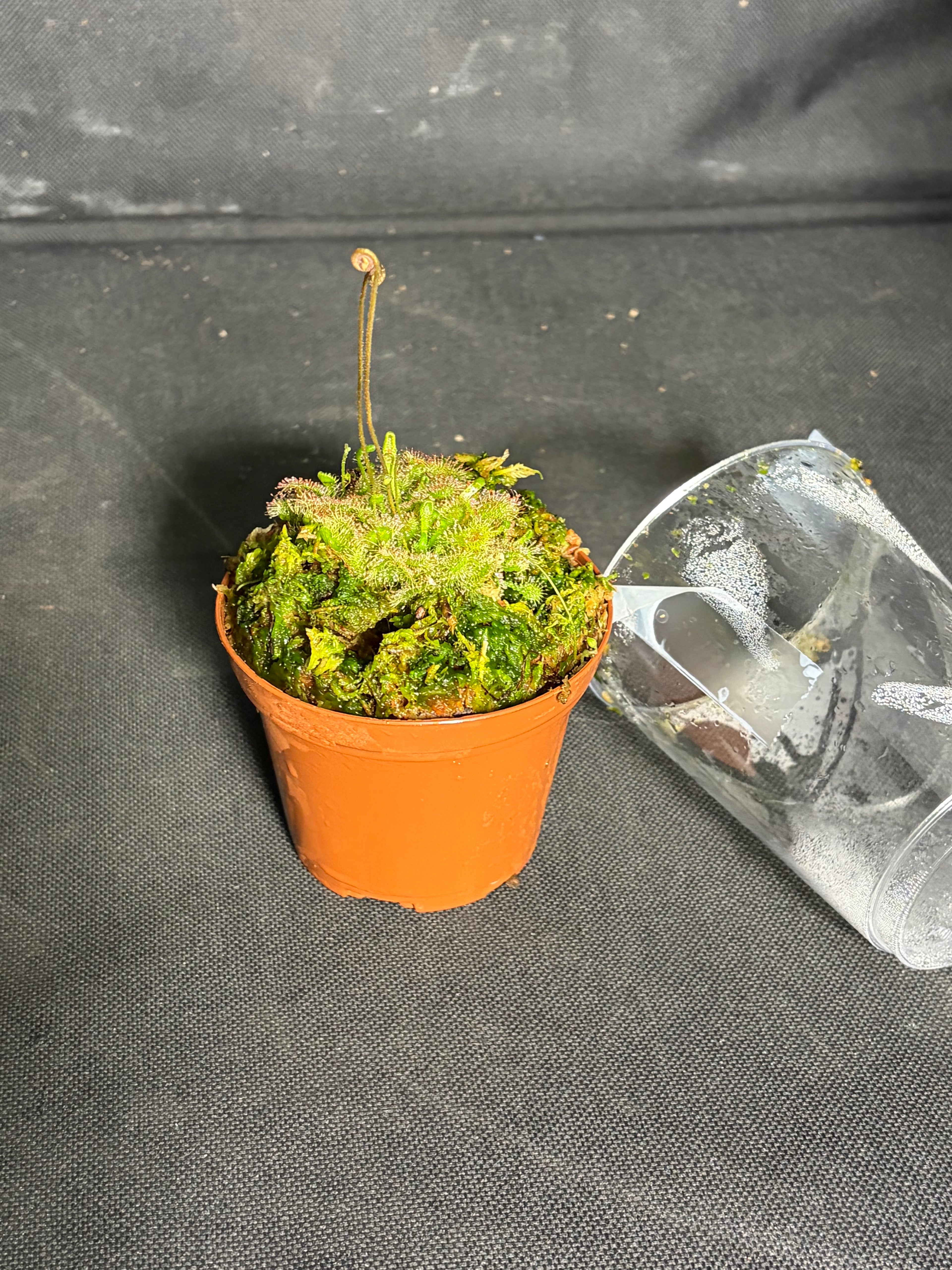 Carnivorous plant