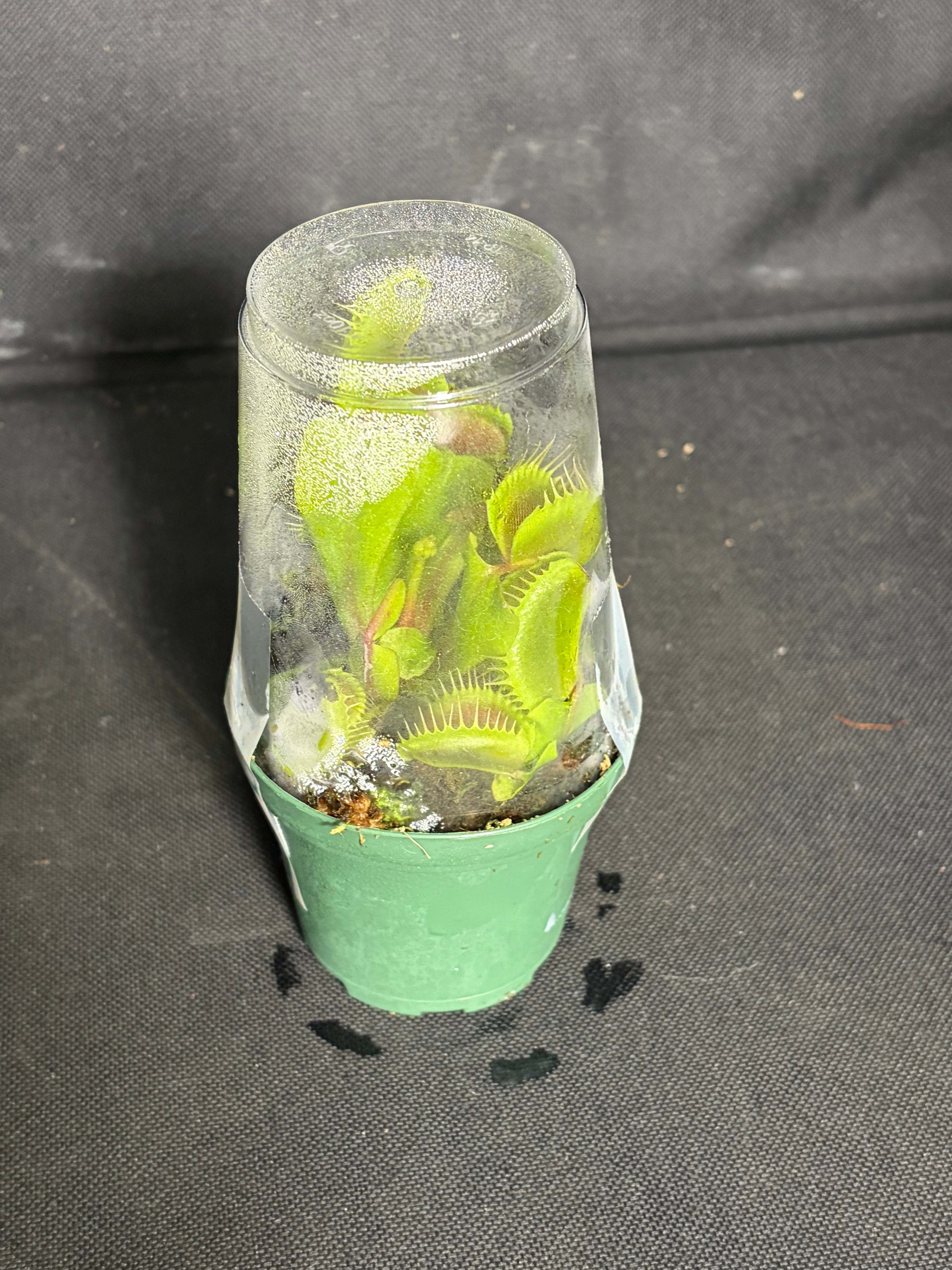 Carnivorous plant