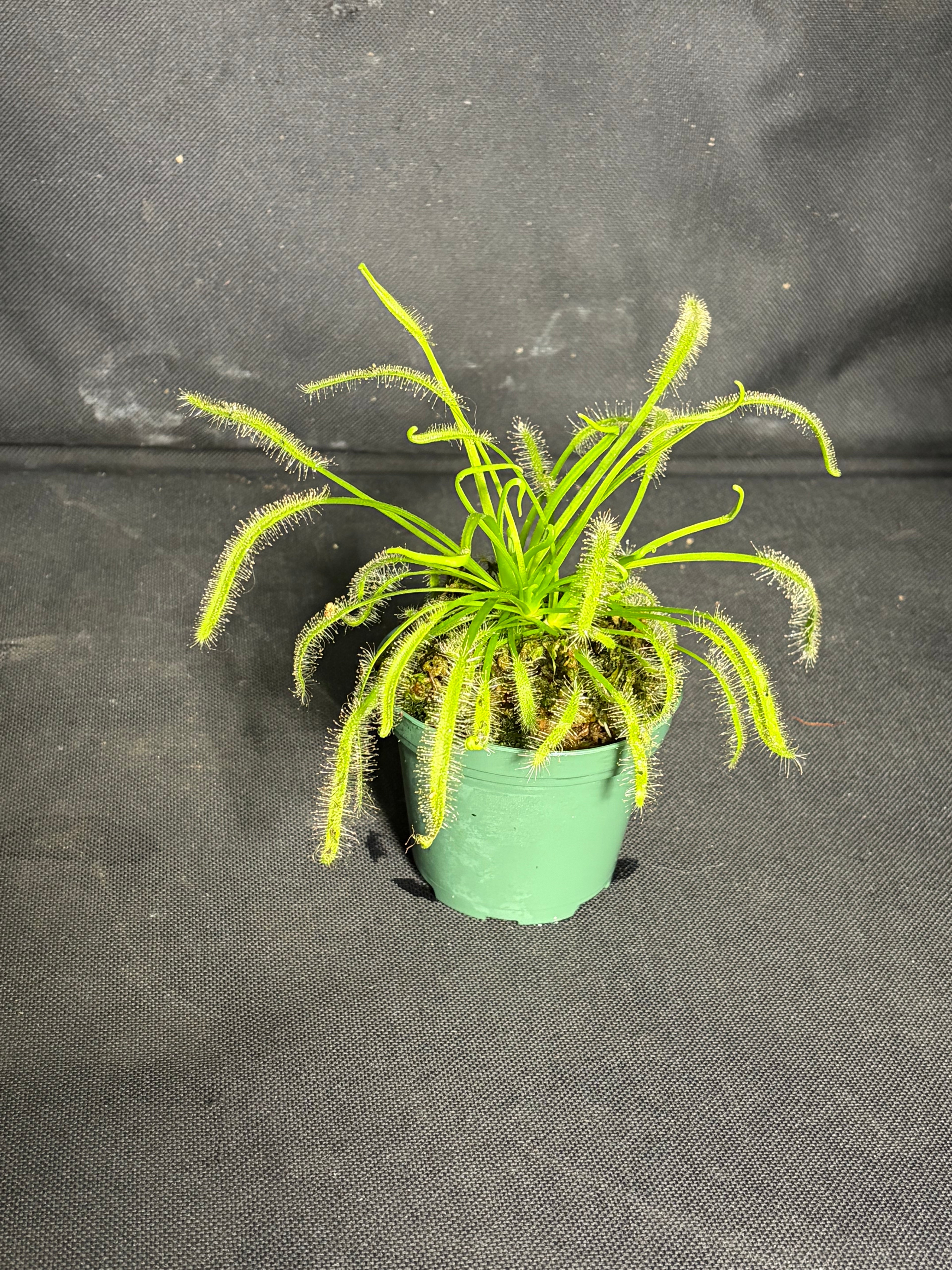 Carnivorous plant