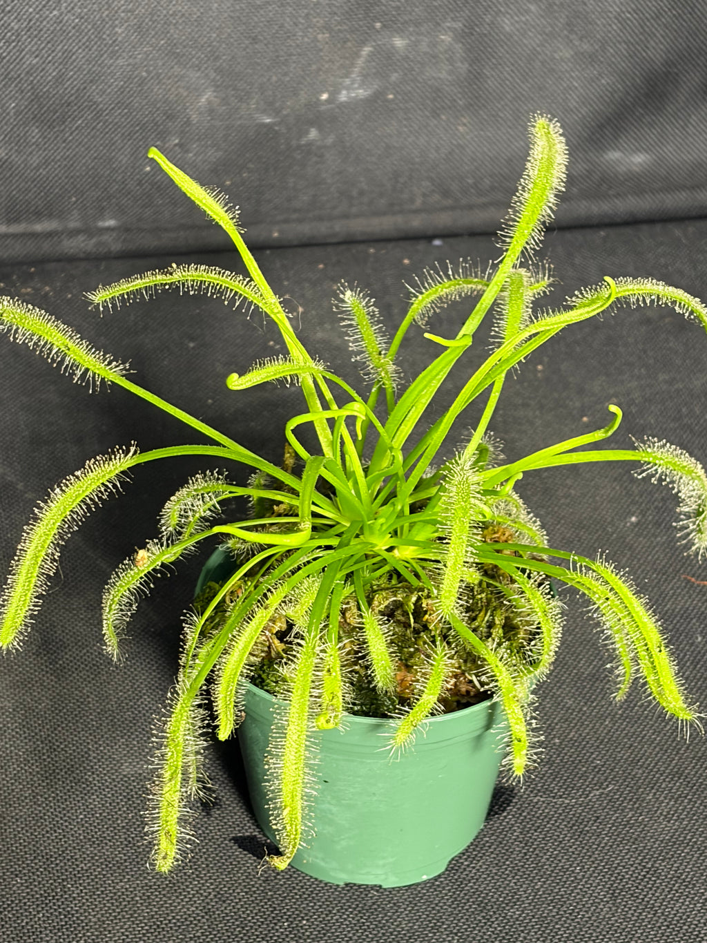 Carnivorous plant