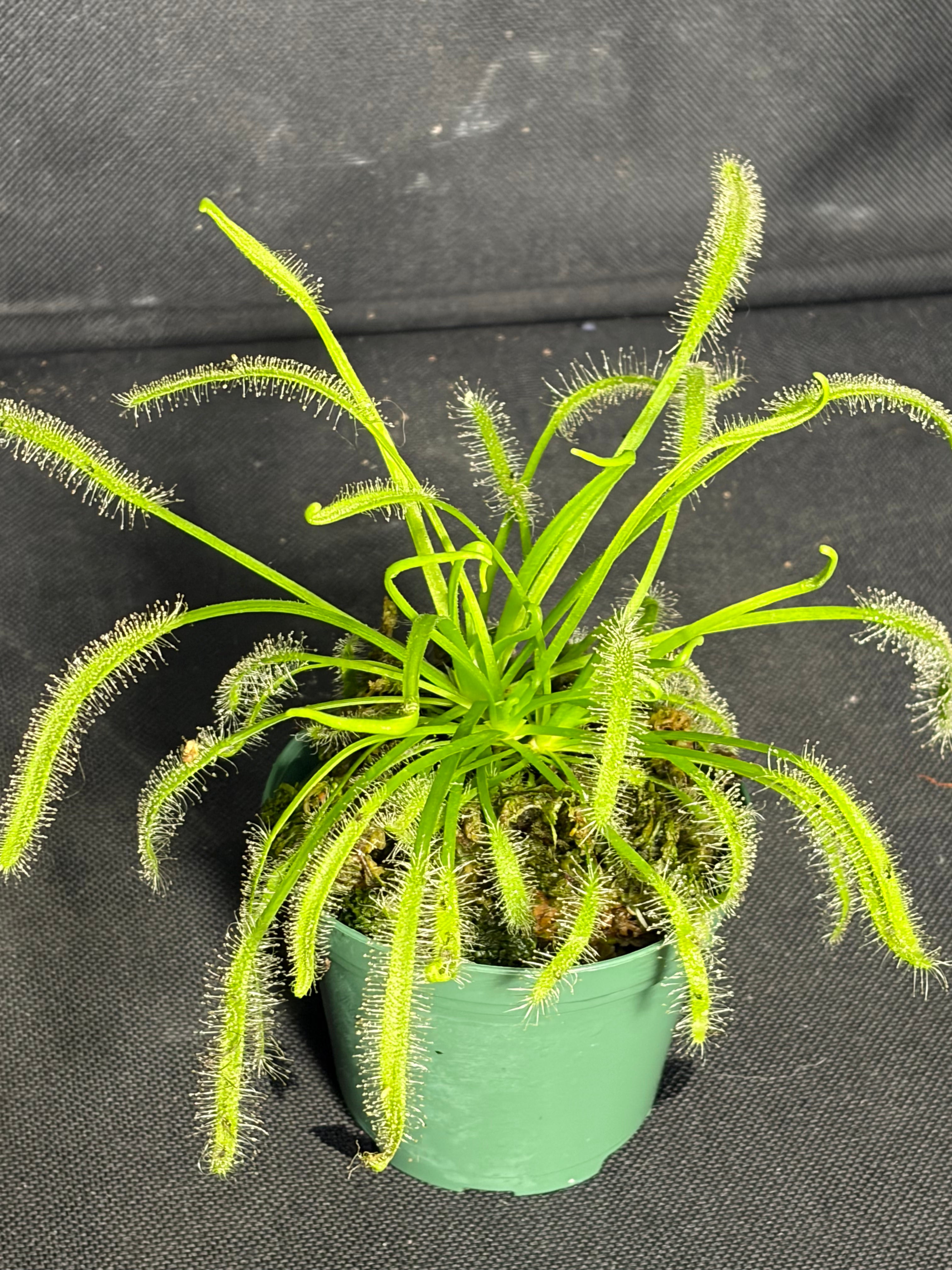 Carnivorous plant