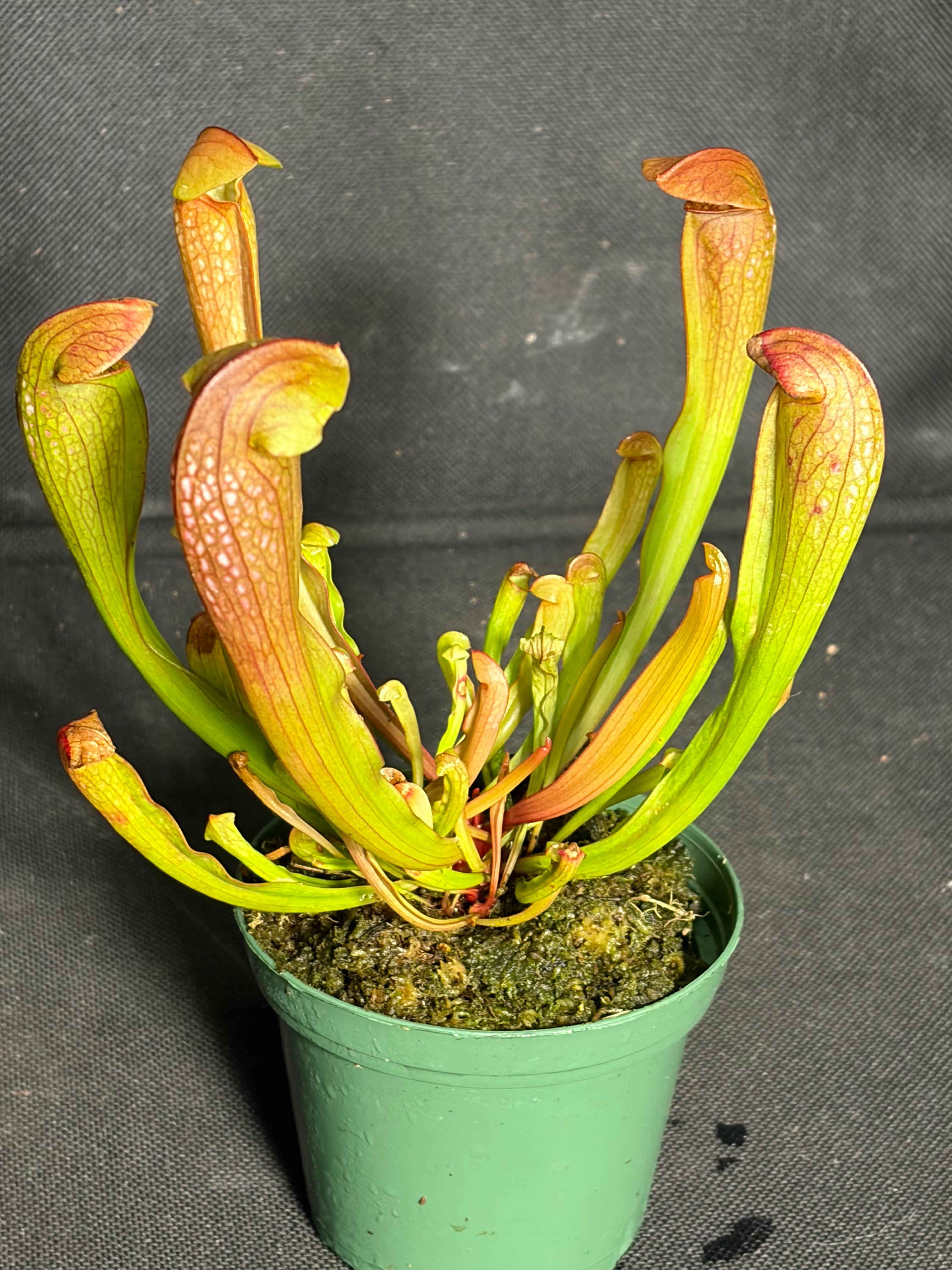 Carnivorous plant