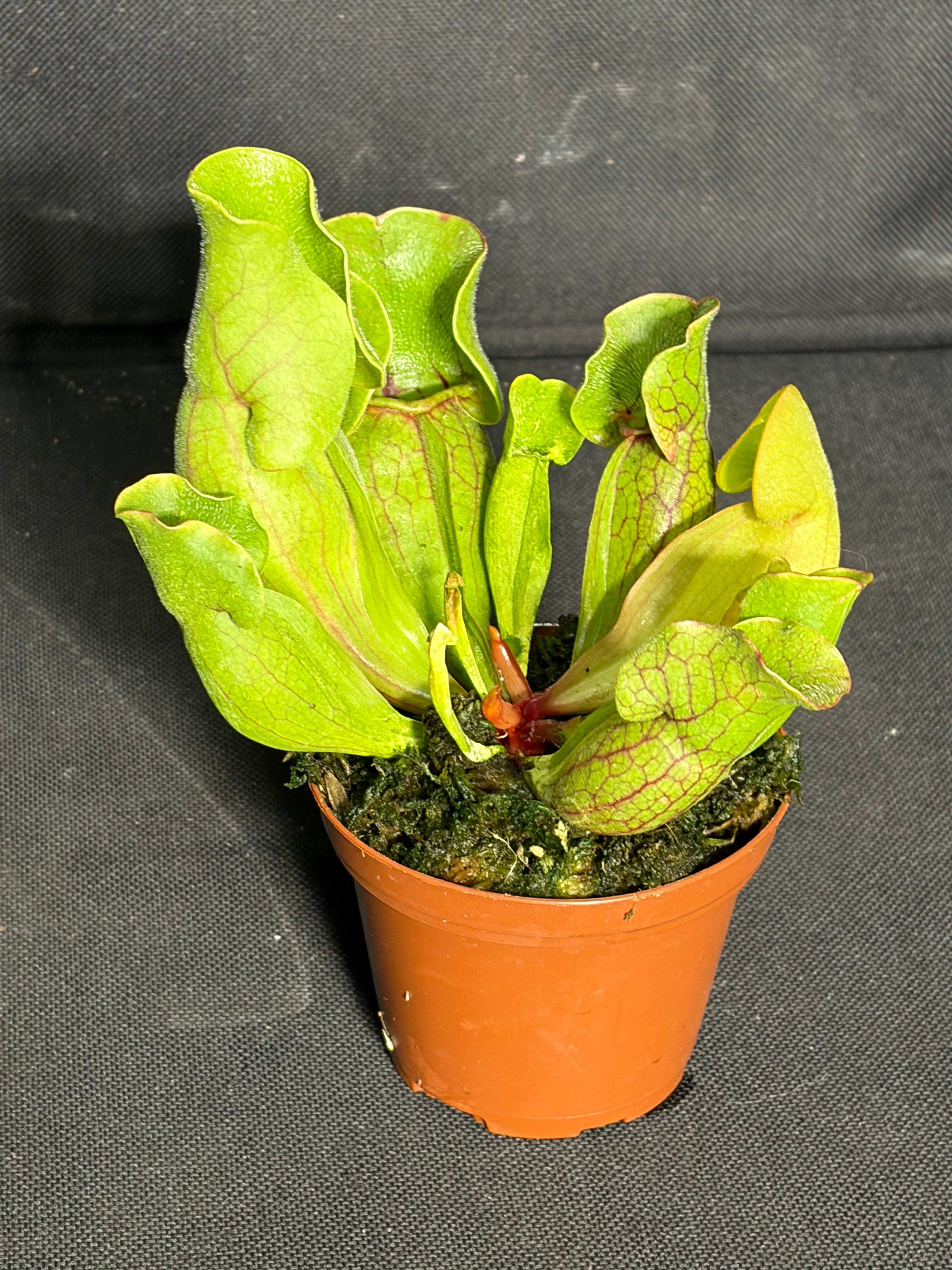 Carnivorous plant