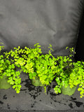 Maidenhair fern