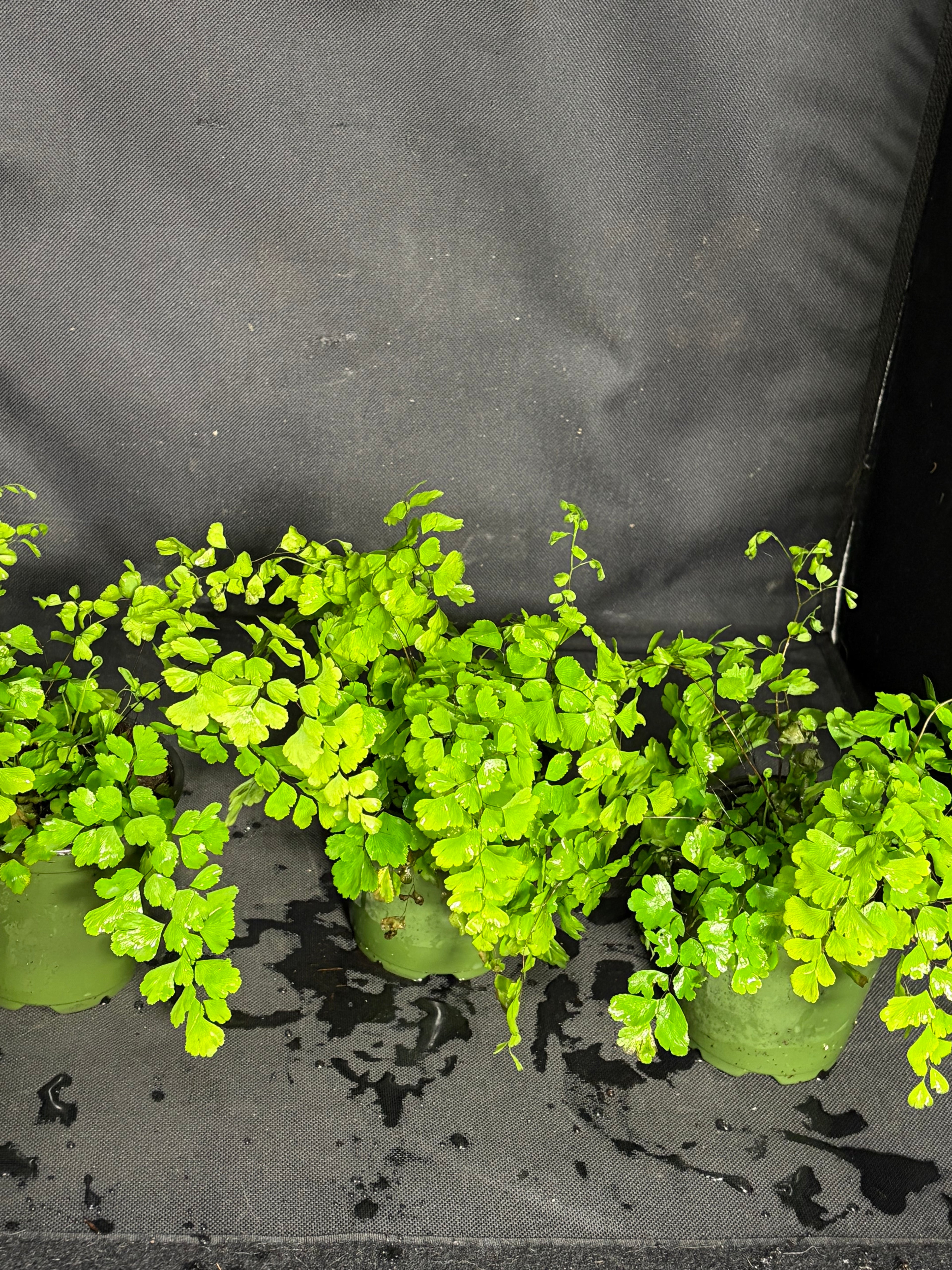 Maidenhair fern