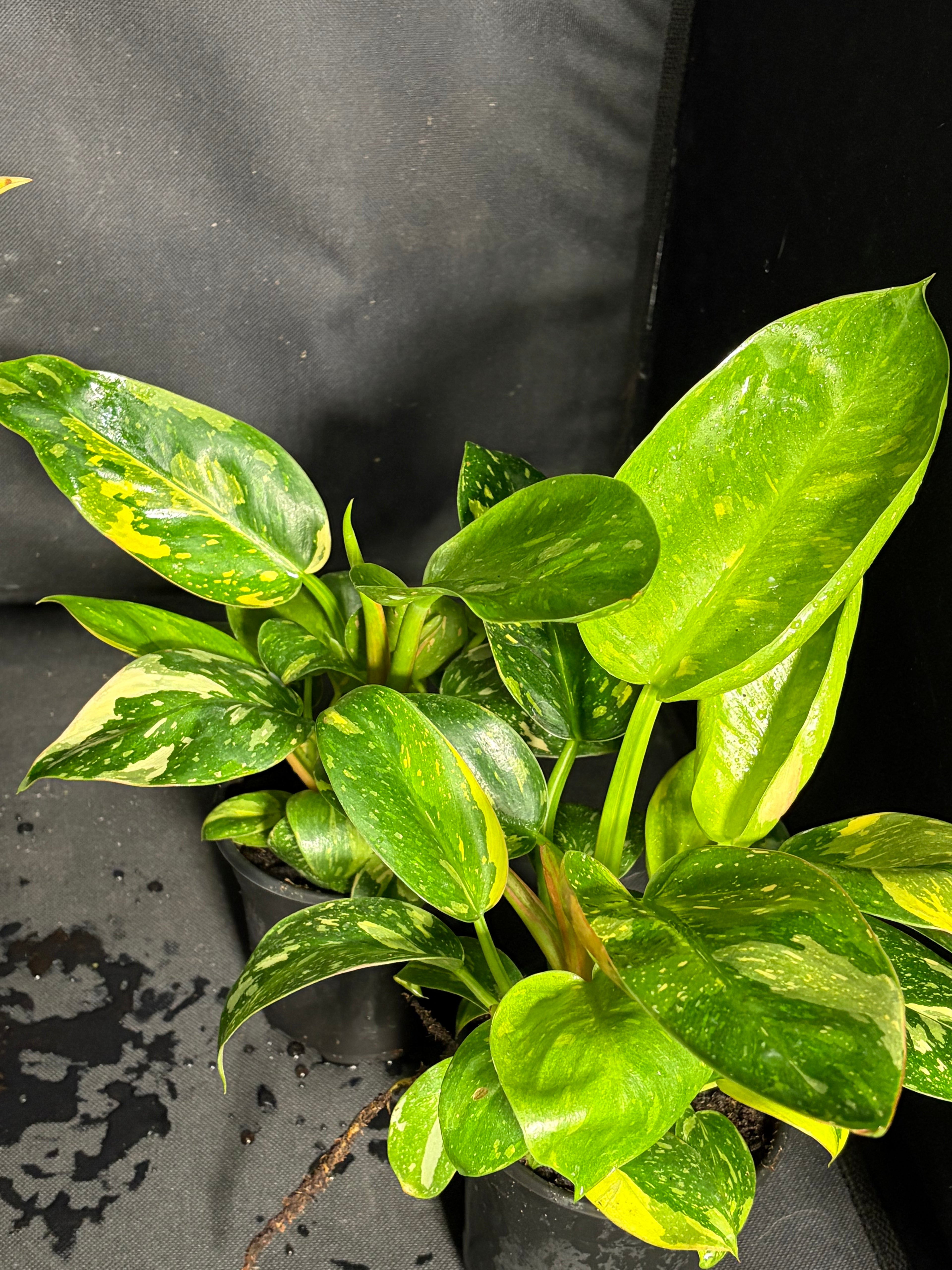 Philodendron “Nuclear”
