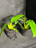 Philodendron “fat boy”