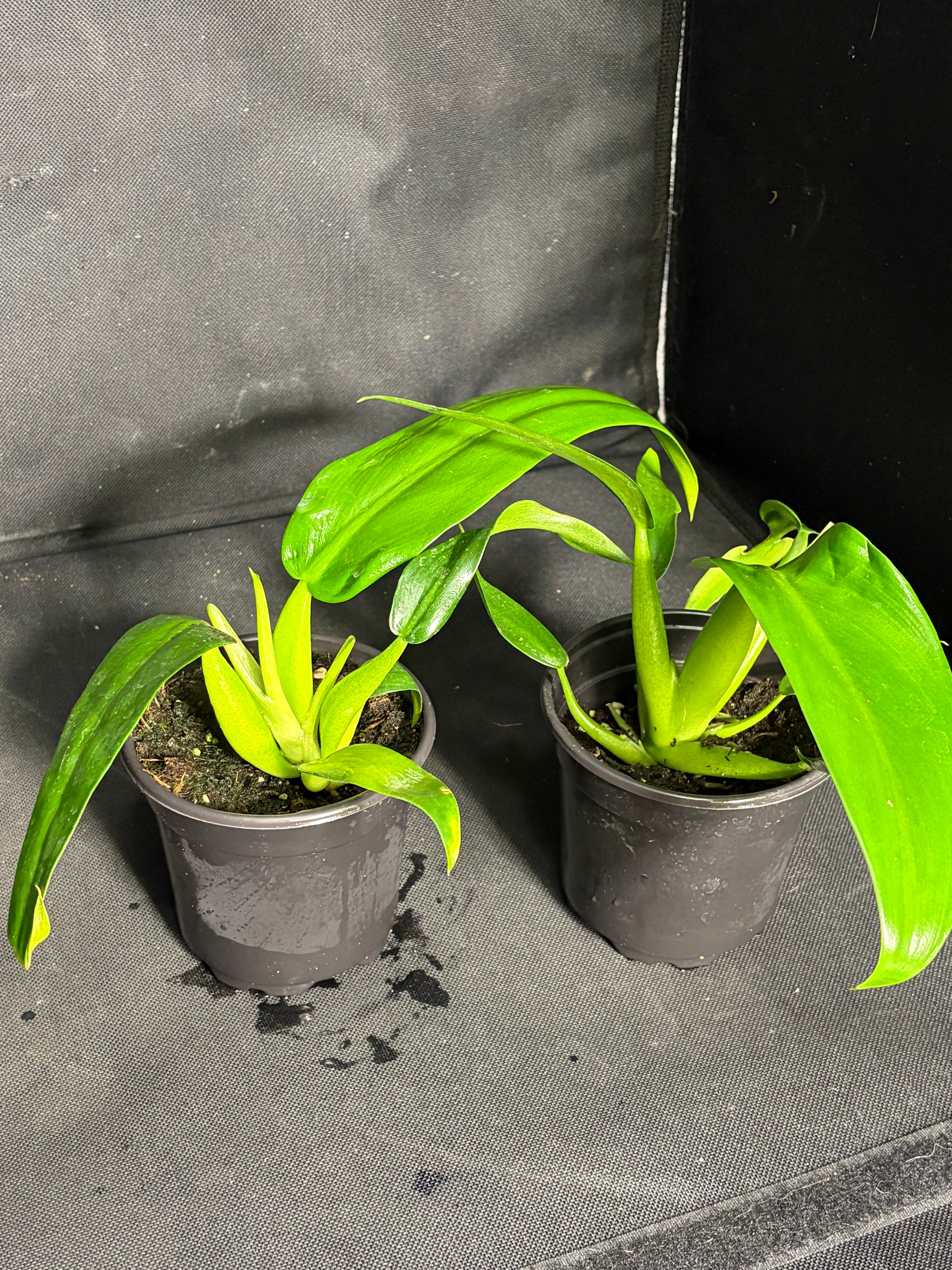 Philodendron “fat boy”