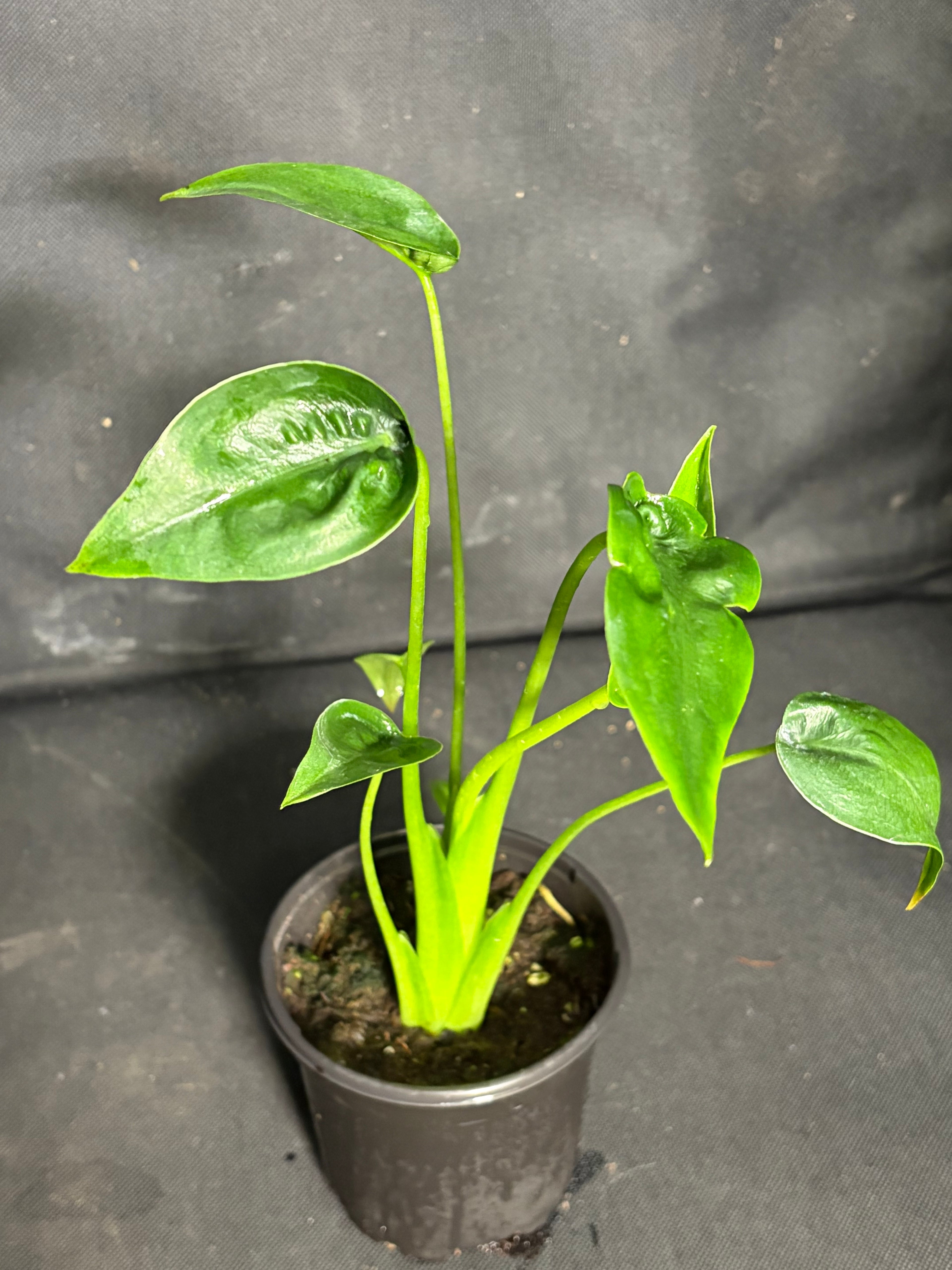 Alcocasia “tiny dancer”