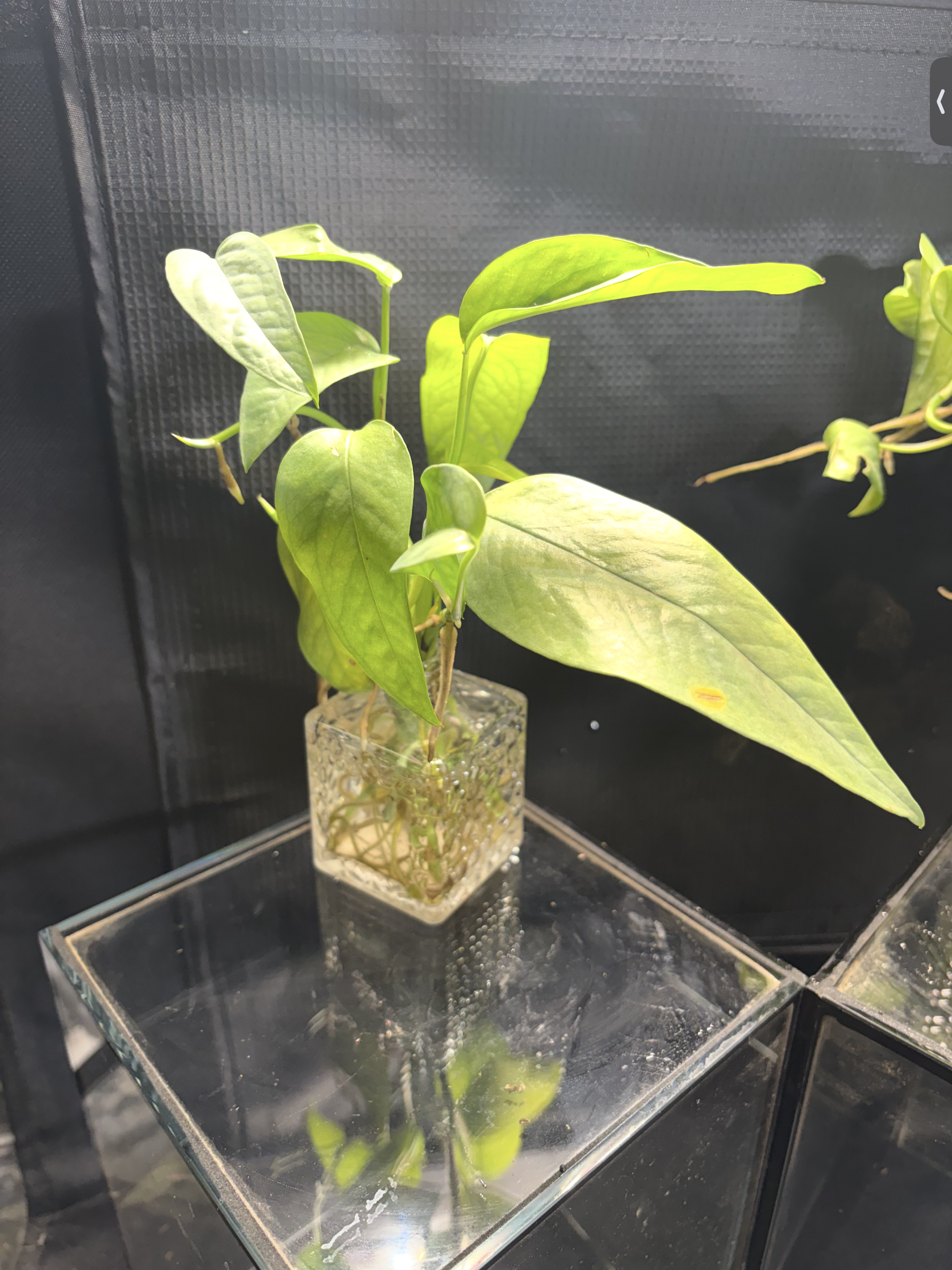 Epipremnum Pinnatum Pothos in vase