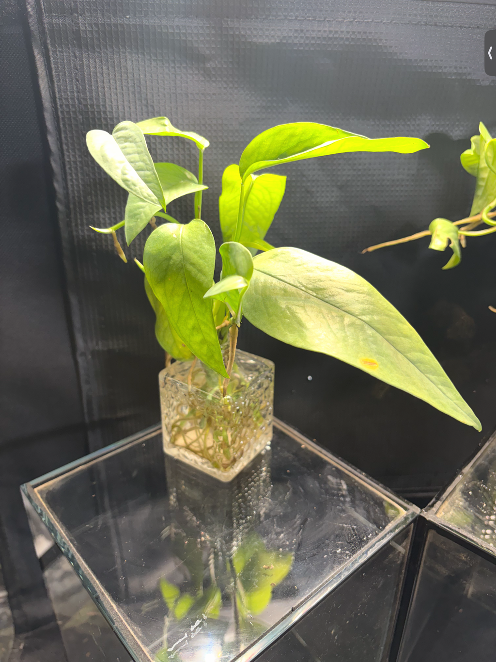 Epipremnum Pinnatum Pothos in vase