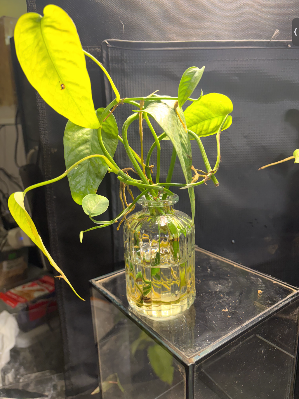 Epipremnum Pinnatum Pothos in vase