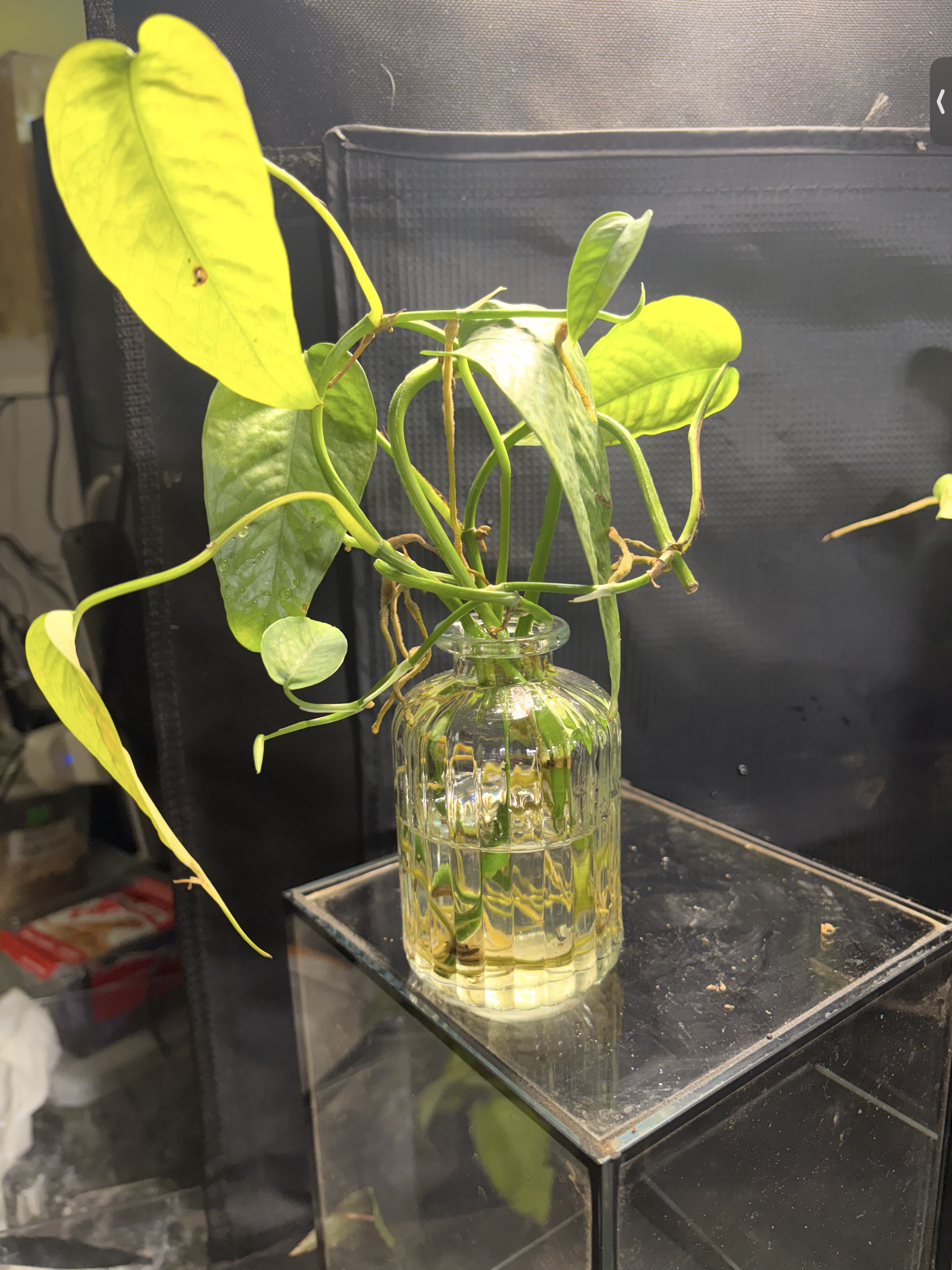Epipremnum Pinnatum Pothos in vase