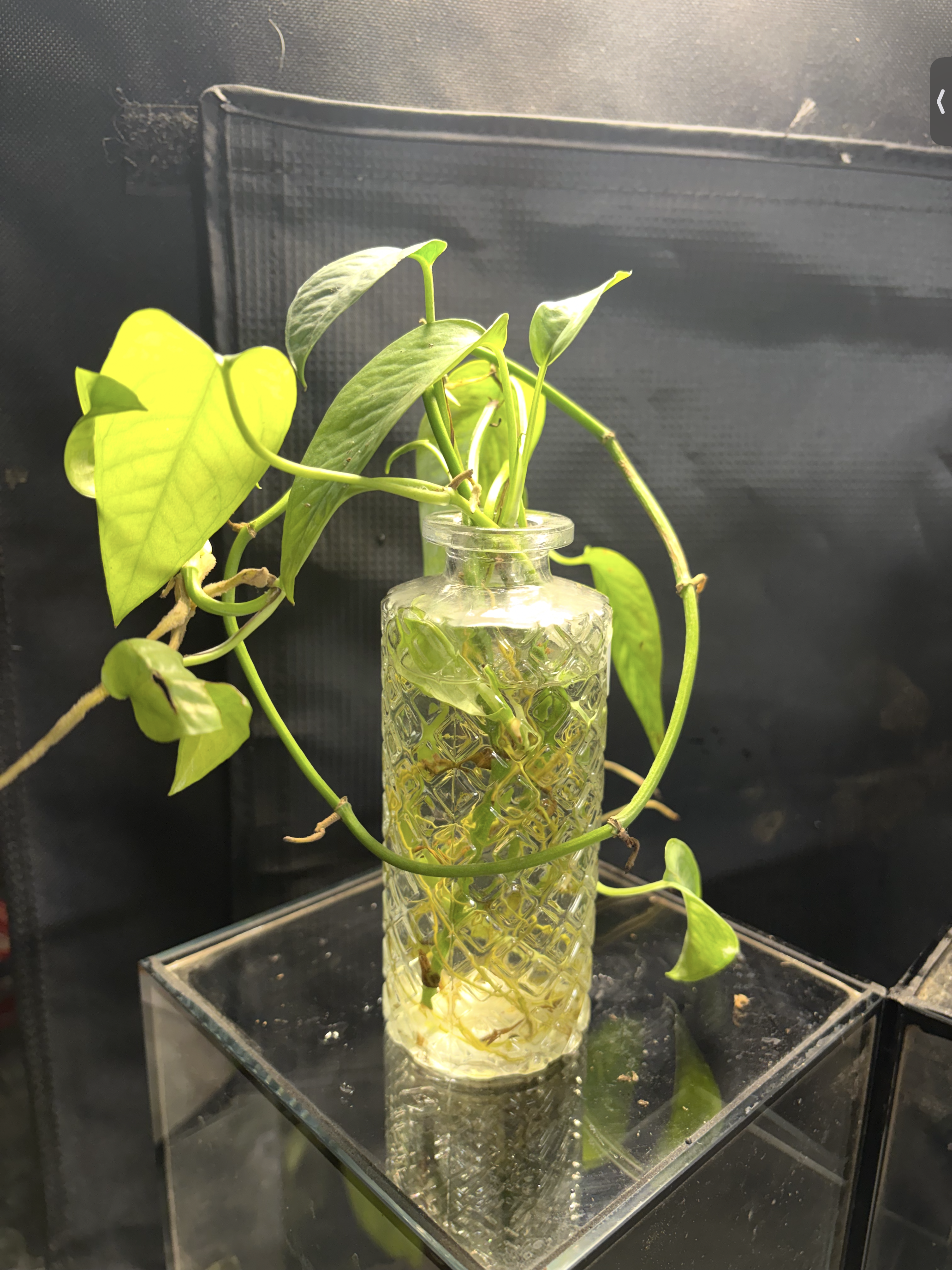 Epipremnum Pinnatum Pothos in vase