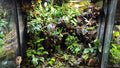 70g bioactive terrarium