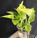 Marble queen pothos