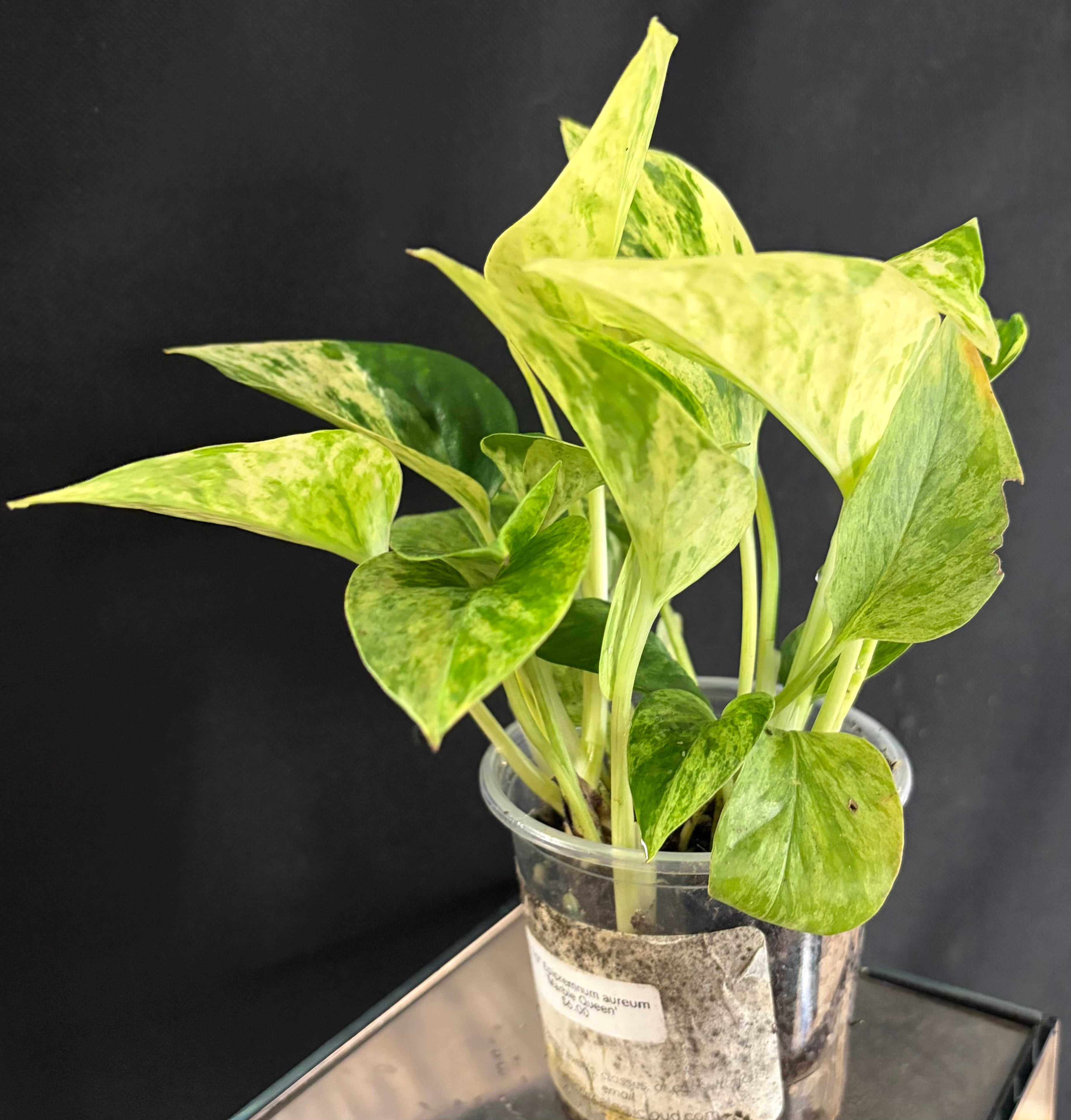 Marble queen pothos